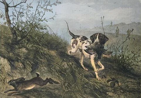 A dog carries a pheasant while a hare runs away Historic digitally restored Stock Illustration