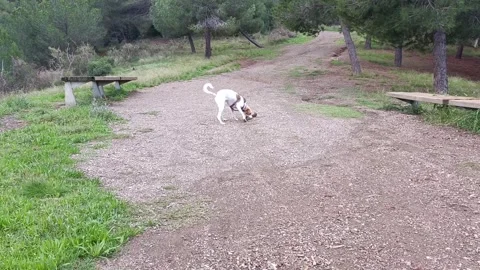 Dog carries stick while walking on gravel path in natural park setting Stock Footage 294636250