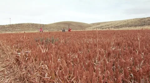 Dog carrying dead pheasant in ranch Stock Footage 54593789