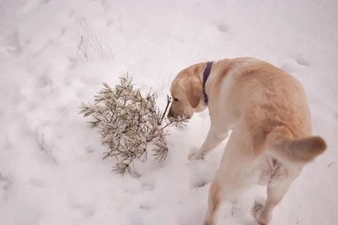 The dog is carrying the tree Stock Photos