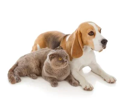Dog, cat and mouse Stock Photos