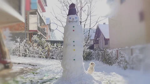 Dog cat and snowman Stock Footage