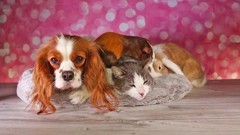 Dog Cat Guinea Pig Vs Lop Rabbit Pet Friends Animal Compilation Animals Together Stock Footage 125992897