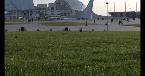 Dog catches ball in the background of the Olympic Park in Sochi Stock Footage 128735455