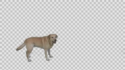 Dog Catches a Ball Video stock 56180755