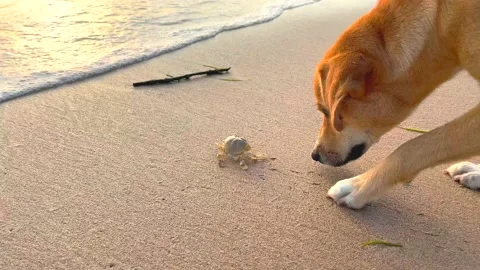Dog catches a crab running down the sand with his paw. Funny dog pushes crab Vídeo Stock 201410983