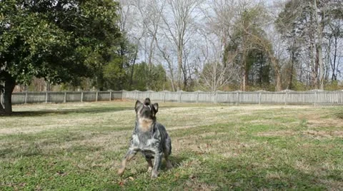 Dog catches exploding ball (fake) Video stock 10864281