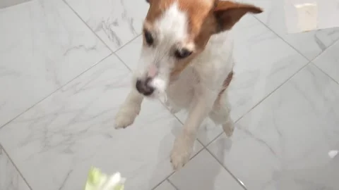 Dog catches a lettuce leaf. Stock Footage 256185654