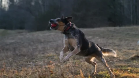 Dog Catches Red Ball in Mountain Field Shot1 Slow Motion Stock Footage 123724213