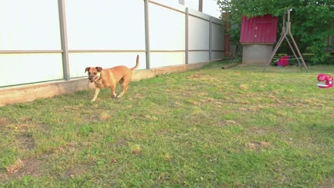 Dog Catches A Stick Stock Footage 160761610