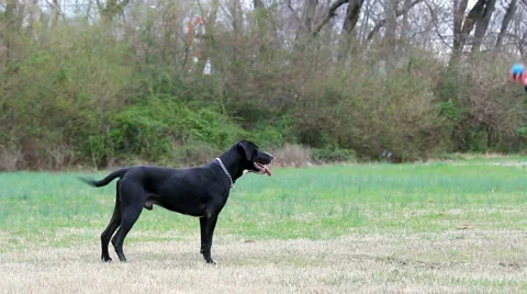 Dog Catching Ball Stock Footage 1183244