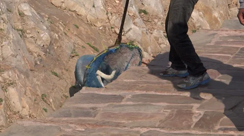 Dog catching Stock Footage 33380381