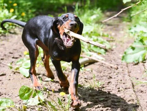 Dog catching Stock Photos