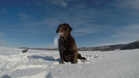 Dog catching a snowball in winter Stock Footage 74176448
