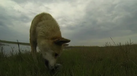 Dog caught a turtle Stock Footage 37547140