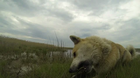 Dog caught a turtle Video stock 37548967