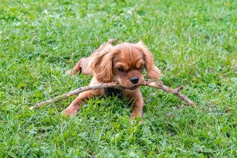 A dog cavalier king charles, a ruby puppy Stock Photos