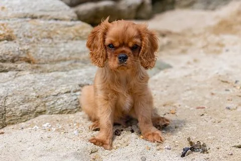 A dog cavalier king charles, a ruby puppy Stock Photos