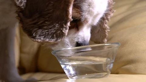 Dog cavalier king drinking on a leather armchair Stock Footage 126625255