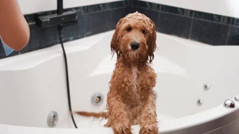 Dog of a Cavapoo or Cockapoo breed is wet in the shower, washing in the bathroom Stock Footage 300992236
