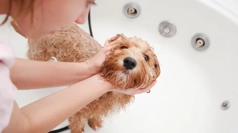 Dog of a Cavapoo or Cockapoo breed is wet in the shower, washing in the bathroom Stock Footage 300992239
