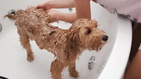 Dog of a Cavapoo or Cockapoo breed is wet in the shower, washing in the bathroom Stock Footage 300992241
