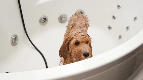 Dog of a Cavapoo or Cockapoo breed is wet in the shower, washing in the bathroom Vídeos de archivo 300992242