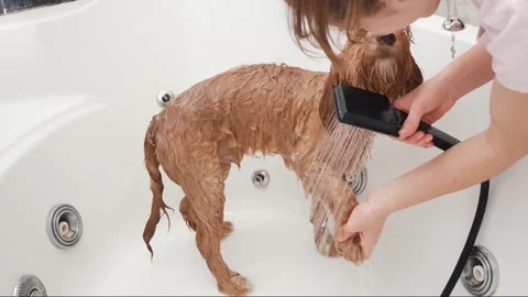 Dog of a Cavapoo or Cockapoo breed is wet in the shower, washing in the bathroom Stock Footage 300992284