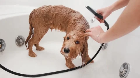 Dog of a Cavapoo or Cockapoo breed is wet in the shower, washing in the bathroom Stock Footage 300992295