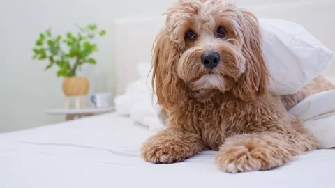 Dog of a Cavapoo or Goldendoodle breed in home on the white bed. Close-up o.. Stock Footage 329971864