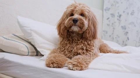 Dog of a Cavapoo or Goldendoodle breed in home on the white bed. Close-up o.. Stock Footage 329971865