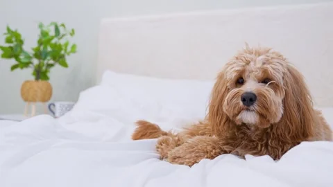 Dog of a Cavapoo or Goldendoodle breed in home on the white bed. Close-up o.. Stock Footage 329971866