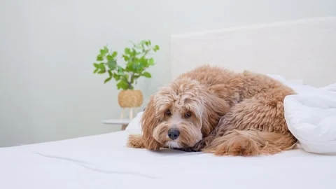 Dog of a Cavapoo or Goldendoodle breed in home on the white bed. Close-up o.. Stock Footage 329971867