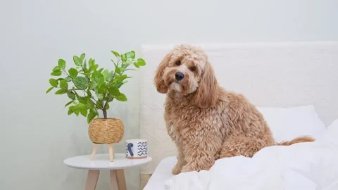 Dog of a Cavapoo or Goldendoodle breed in home on the white bed. Close-up o.. Stock Footage 329971886