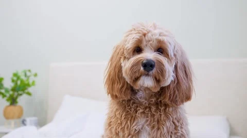 Dog of a Cavapoo or Goldendoodle breed in home on the white bed. Close-up o.. Stock Footage 329971887