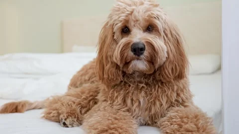 Dog of a Cavapoo or Goldendoodle breed in home on the white bed. Close-up o.. Stock Footage 329971932