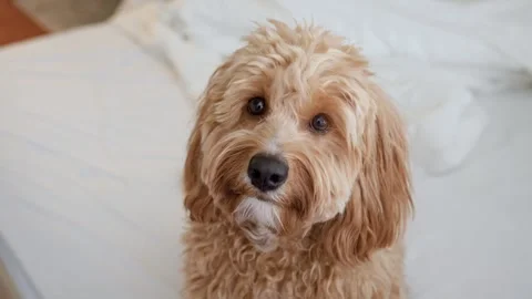 Dog of a Cavapoo or Goldendoodle breed in home on the white bed. Close-up o.. Stock Footage 329971933
