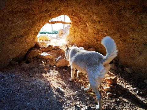 Dog in a cave Stock Photos