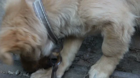 Dog on a chain eating bread close-up Vídeos de archivo 142245950