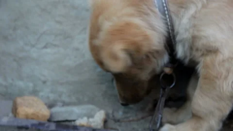 Dog on a chain eating a piece of bread close-up Vídeos de archivo 142245959