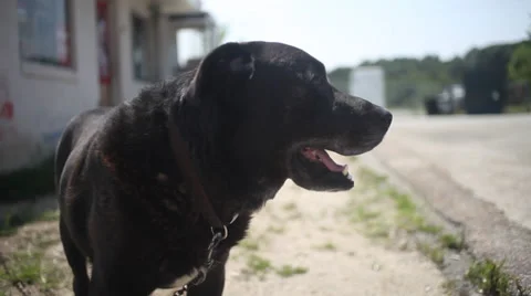 Dog on Chain Stock Footage 30387948
