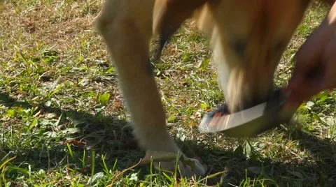 Dog on a chain Stock Footage 55657591