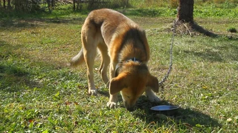 Dog on a chain Stock Footage 55657663