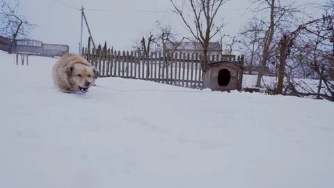 Dog on a chain Stock Footage 103062658