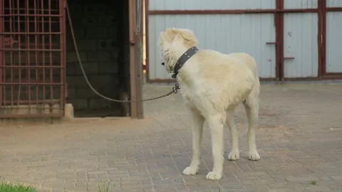 A DOG ON A CHAIN Stock Footage 158049505