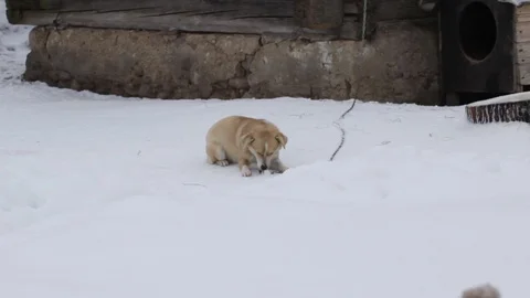 A dog on a chain gnaws a bone Stock Footage 100624969