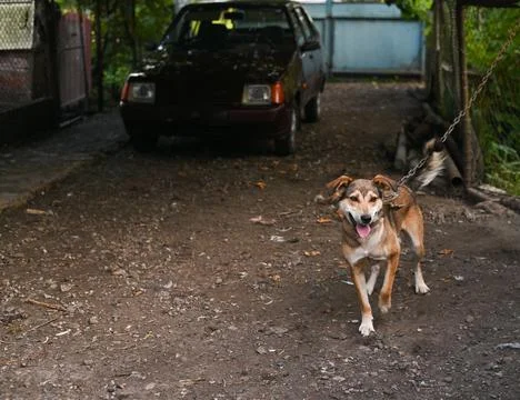 A dog on a chain. guards Stock-Fotos