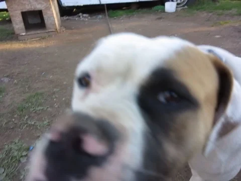 Dog on chain leash Stock Footage 87804632