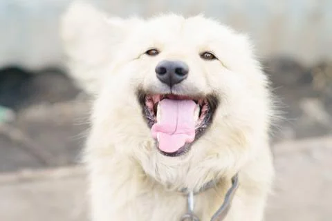 A dog on a chain Stock Photos