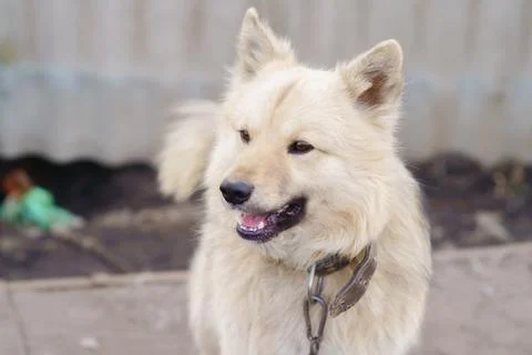 A dog on a chain Foto stock